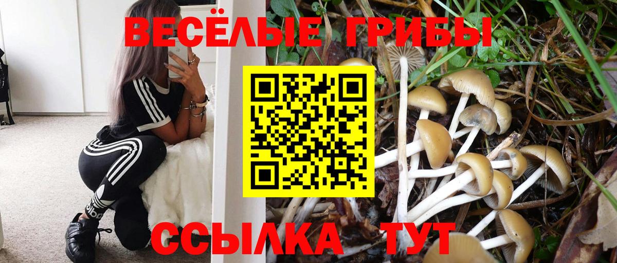 Псилоцибиновые грибы GOLDEN TEACHER  Вход с VPN  Псилоцибиновые грибы Magic Shrooms  Сосновый Бор 